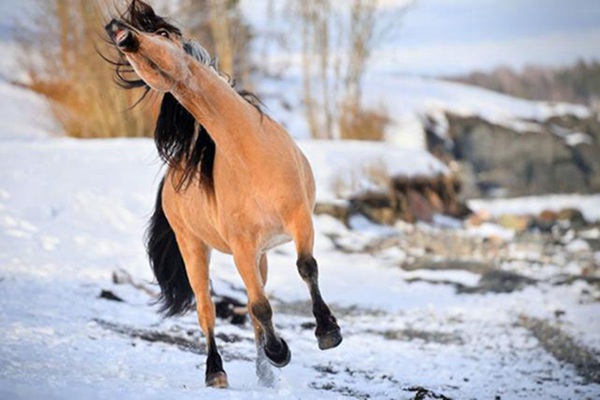 戏精"疯马"的照片圈粉无数,实力演绎"不疯活,不成魔"!