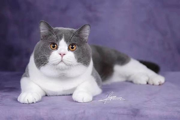 胖萌英短正冲击世界名猫冠军:两岁,蓝白色,已参赛40多场