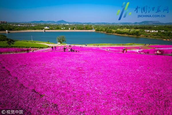 句容:天王镇花果原乡芝樱公园