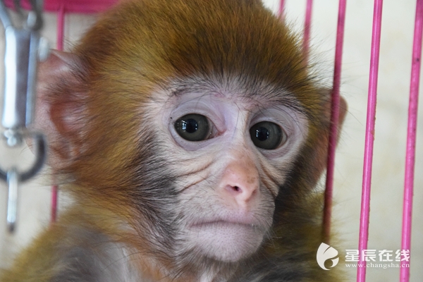 长沙一超市饲养猕猴当宠物 执法人员将追查来源为它找新家