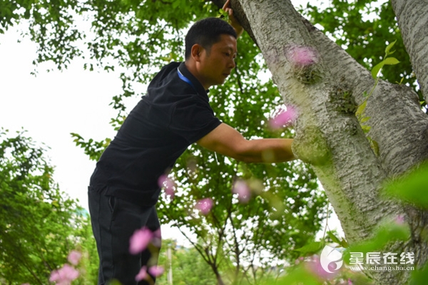 适合在根部周围栽种其它植物,所以采用铺贴树皮的方式遮挡裸露的黄土