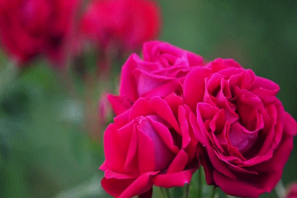 玫瑰花田动图图片