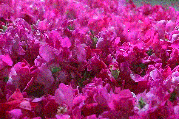 丰富的花汁与土蜂蜜,白糖相融合,玫瑰花瓣从鲜红变成紫红,在糖和蜜的