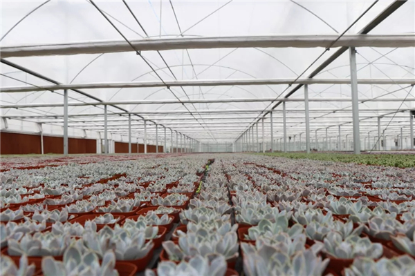 全国最大的多肉植物生产基地在商河