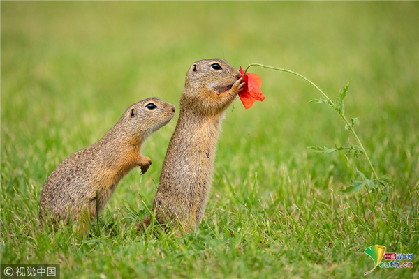 奥地利两只地松鼠嗅闻虞美人花 画面浪漫有爱