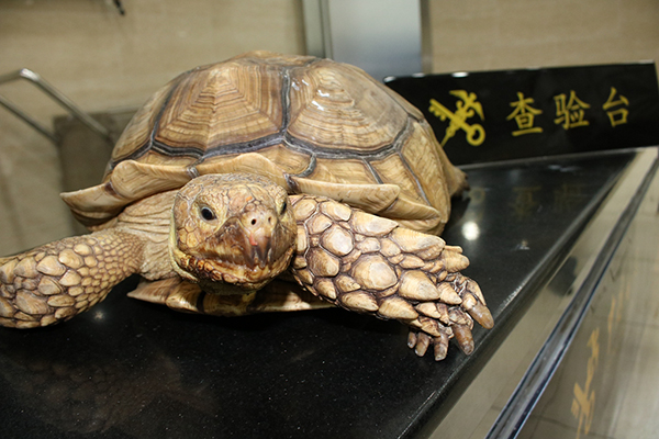 拱北口岸截获濒危物种苏卡达陆龟(图)|陆龟_新浪财经_新浪网