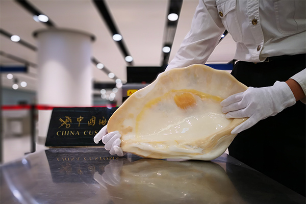 昆明海关查获砗磲5.36千克(图)