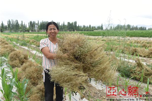 和静县孜然丰收 农民乐