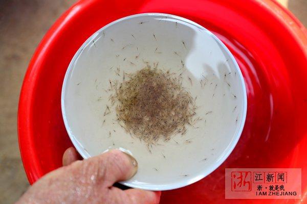 玉环放流日本对虾苗3700多万尾