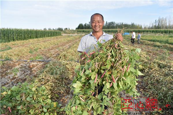 我今年种了20亩地的花芸豆,种植花芸豆省工省力,少投入,大回报,预计一