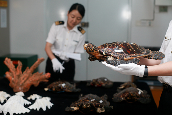 拱北海关移交红珊瑚鳄鱼皮等一批濒危动物制品图