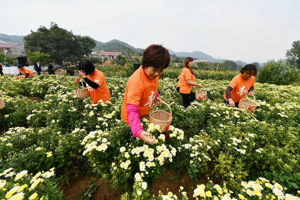 延庆村民比拼高山胎菊头茬采摘