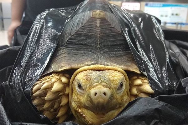 拱北口岸查获濒危物种苏卡达陆龟图