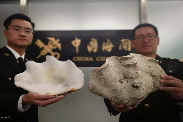 沈阳海关查获违规携带砗磲贝壳入境案图