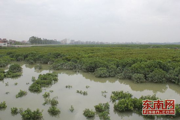 泉州湾河口湿地