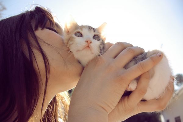 毕业论文写吸猫引质疑 作者:"研究个网络小群体的亚文化,挺有意思值得