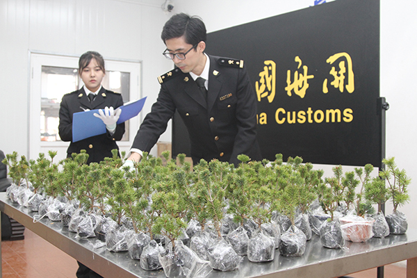 青岛海关在邮递渠道截获植物种苗112株(图)|种苗|海关|植物_新浪新闻