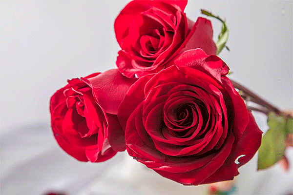 花都说玫瑰是情人节首选立刻下单购买吧想get小王子同款水晶球玫瑰花