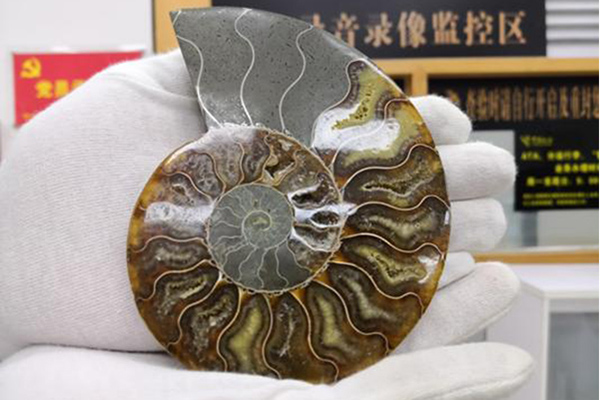 深圳海关查获疑似鹦鹉螺化石玳瑁等濒危动植物制品267件图