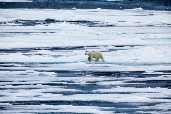 一只站在融化冰面上的北极熊（视觉中国）