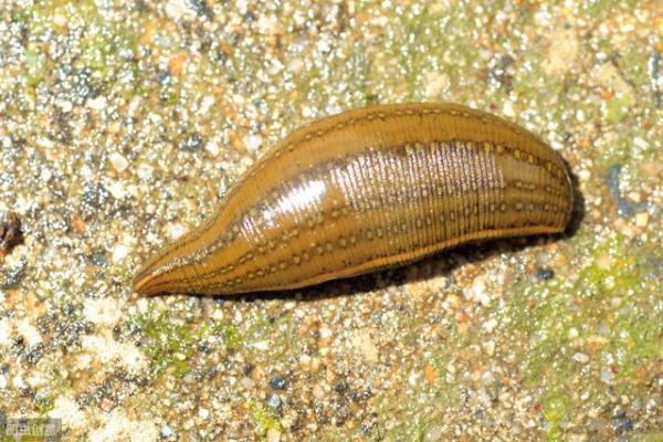 老农说农村河里常见的蚂蟥烧成灰遇水会变一群小蚂蝗是真的吗