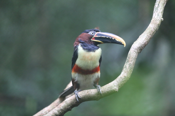 世界环境日| 住在热带雨林深处,躺在床上也能观鸟|大嘴鸟|胡里安|观鸟