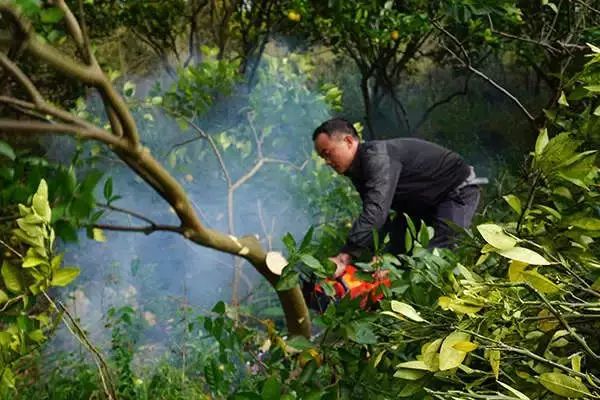 砍树前:药剂清园,防止木虱迁飞转移,危害健树.
