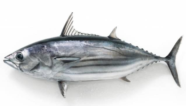 浙米道丨连刀都砍不动 这是世上最硬的鱼|木鱼|鲣鱼|鲣节_新浪新闻