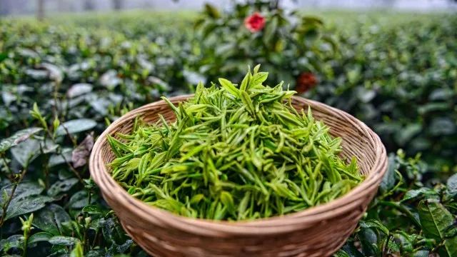 春之礼遇丨贵茶绿宝石春茶提货卡正式发售,在这一杯里邂逅春天的味道