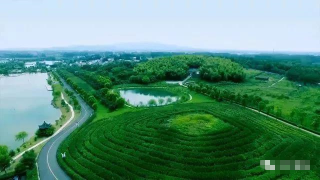 江宁溪田农业生态园一半是茶园一半是花海