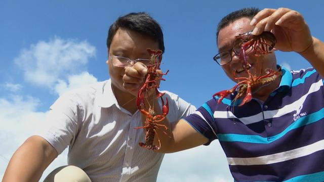 浙大博士生为何远赴广西农村当上"小龙虾书记"?