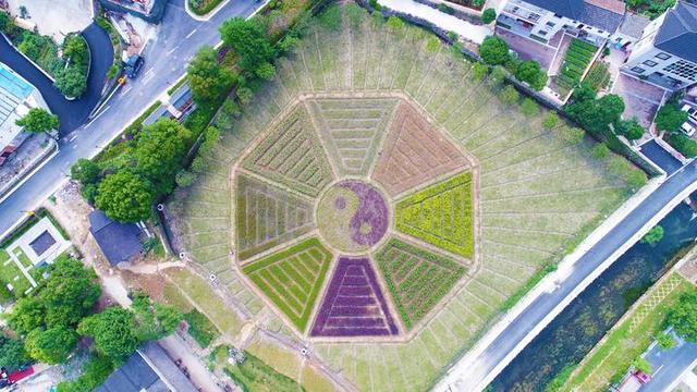 这片八卦田整体绿化面积达5335平方米,把田分成八丘.