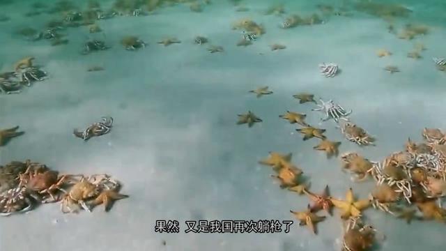 正文       如果我们仔细想想,真的是这些海星的责任,那么我们应该