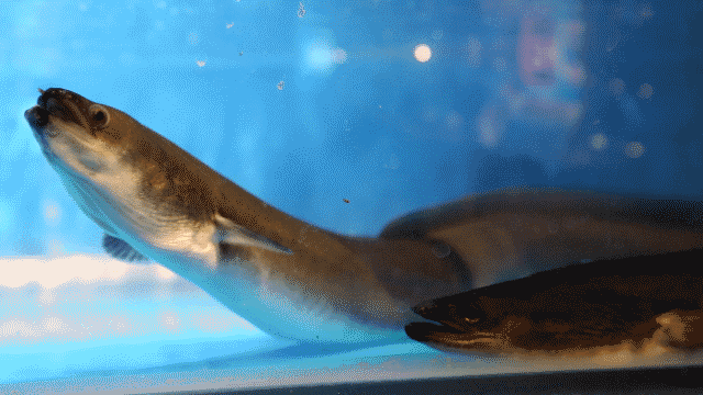 粗壮鲜活的鳗鱼有力的昂着头,颇有节奏感的呼吸着~一只只,一条条都生