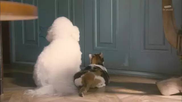 另外，剧中写出了很多现实中会遇到的宠物与主人的问题。