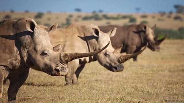 曾用于军事的几种奇葩动物 平头哥也有份 手机新浪网
