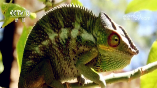 两名中国人私带变色龙回国被拘捕并非偶发事件