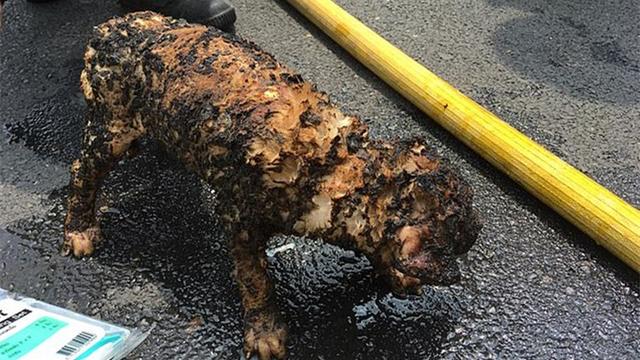 烧荒引发林火两只小狗从火海中被救出全身毛烧焦狗妈或已烧死