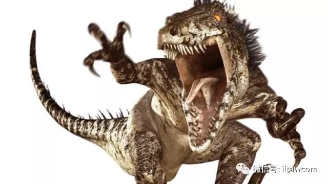 体型大小如同狼的恐龙驰龙