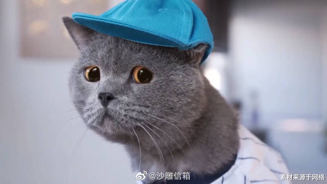 我发誓这是我见过的最惨的喵星人了!单身喵找个女朋友真的不容易!