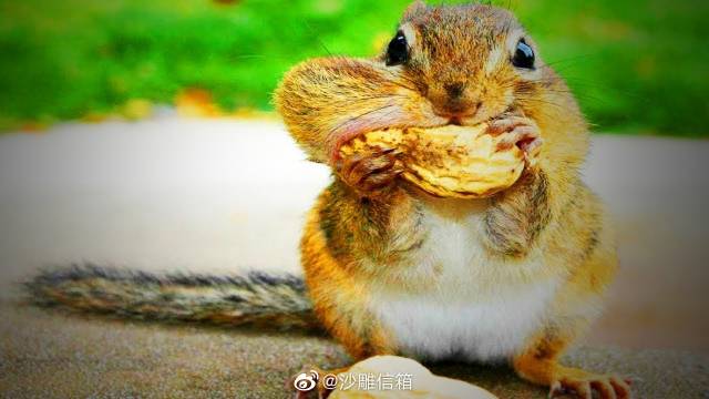 看小松鼠吃东西真的是一种享受这圆鼓鼓的小脸也太可爱了吧