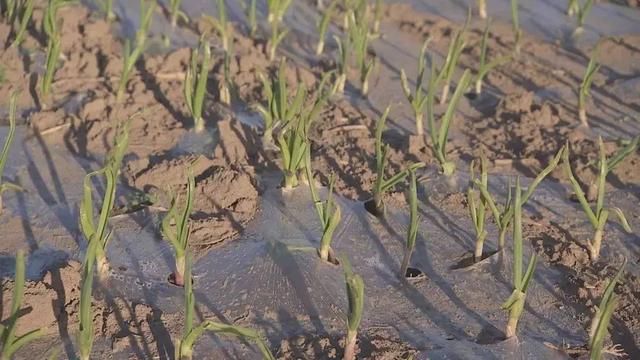独头蒜成了网红蔬菜,销售价格较高,独头蒜是怎么种出来的?
