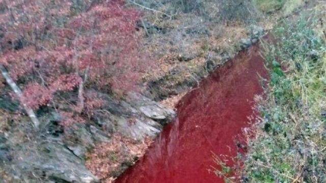 韩国屠宰近5万头猪遏制非洲猪瘟蔓延，朝韩边境河流被猪血“染红”