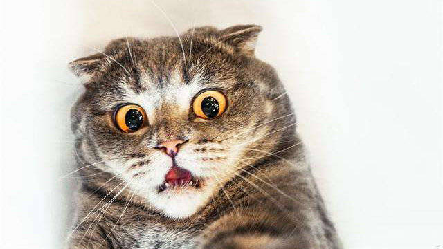 被面具吓飞了的喵星人