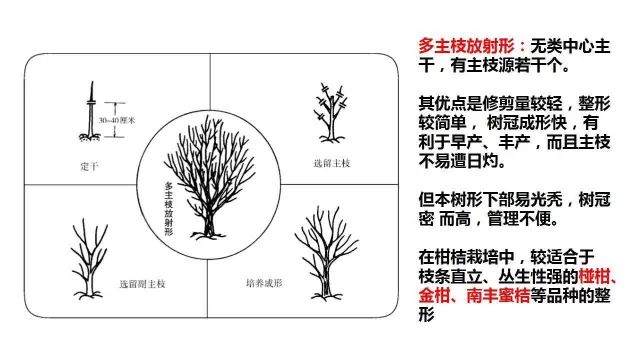 柑橘树形全剖析