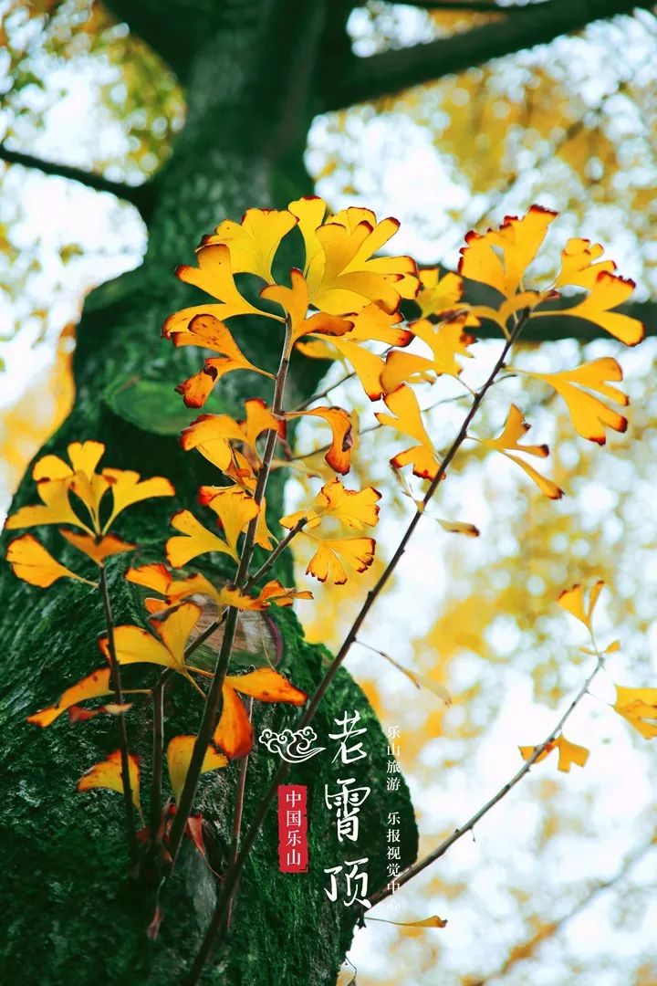 不花1分钱!乐山这个地方的银杏树,让你的照片强势霸占朋友圈!