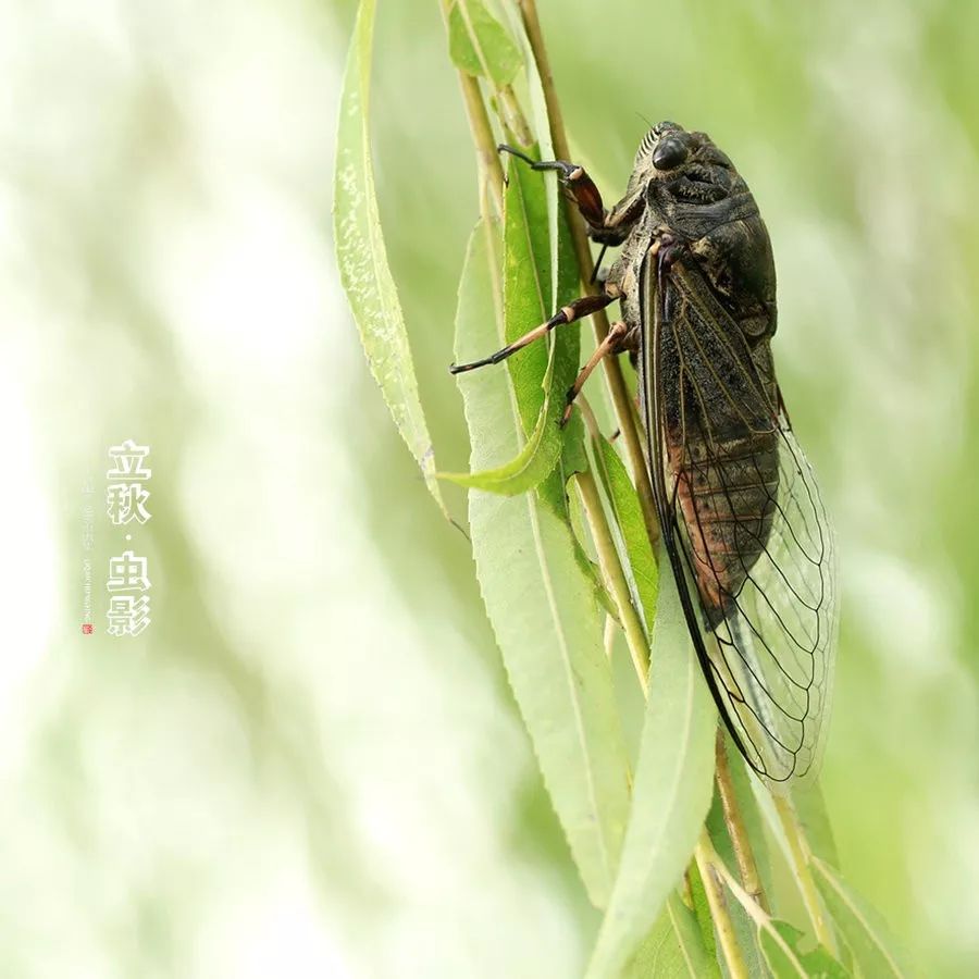 寒蝉|凉意|凉风_新浪新闻