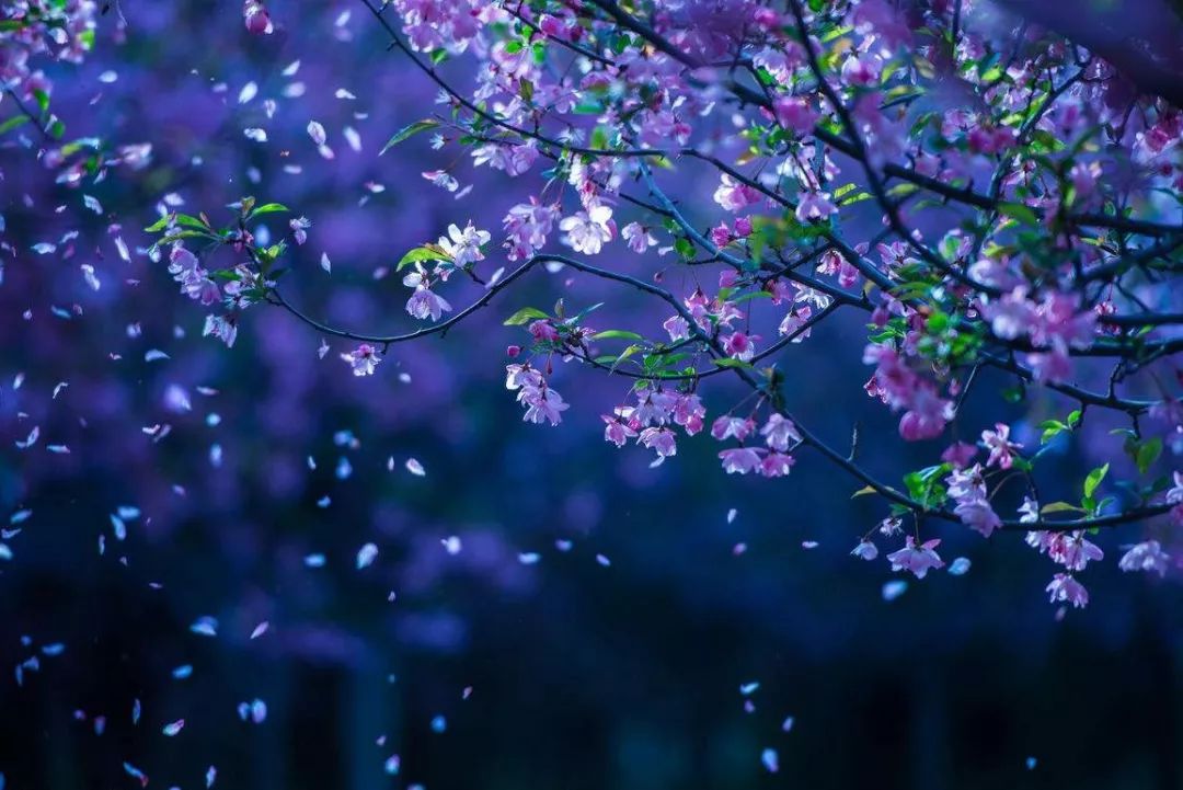 周亚| 落英|唐寅|花瓣|落花_新浪军事_新浪网