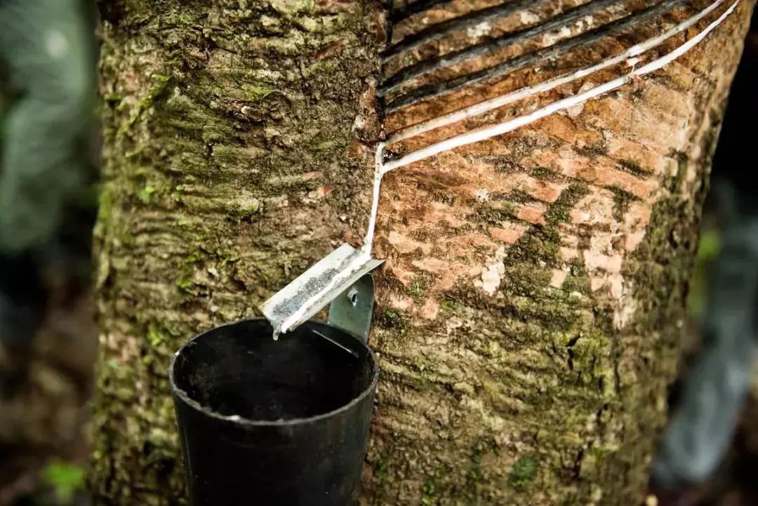 远期橡胶供应将从增速下滑过渡到产量绝对值下降