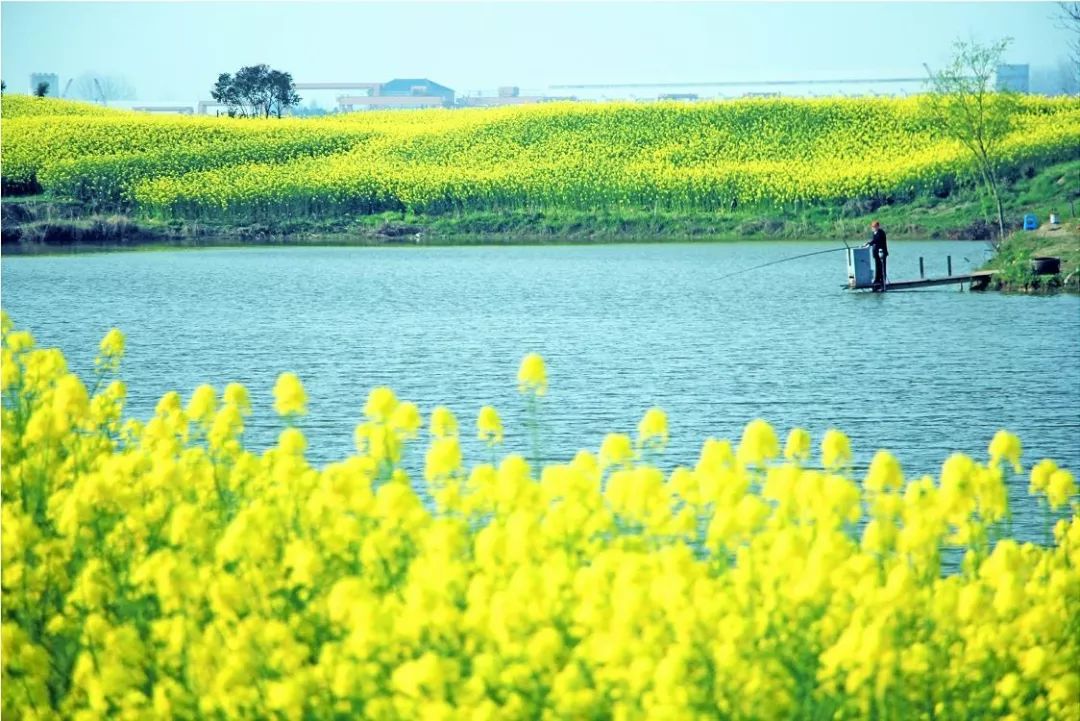 报名47南通通州开沙岛跨江半程马拉松赏遍大江美景跑进世外桃源